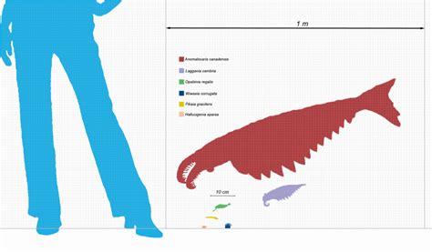 opabinia size.